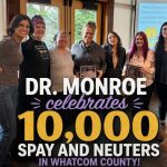 Сезон котят вызывает рекордный спрос на услуги Whatcom Feline Alliance