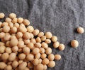 Record Brazilian Soybean Supply Meets Record Demand as Prices Reach Multiyear Highs