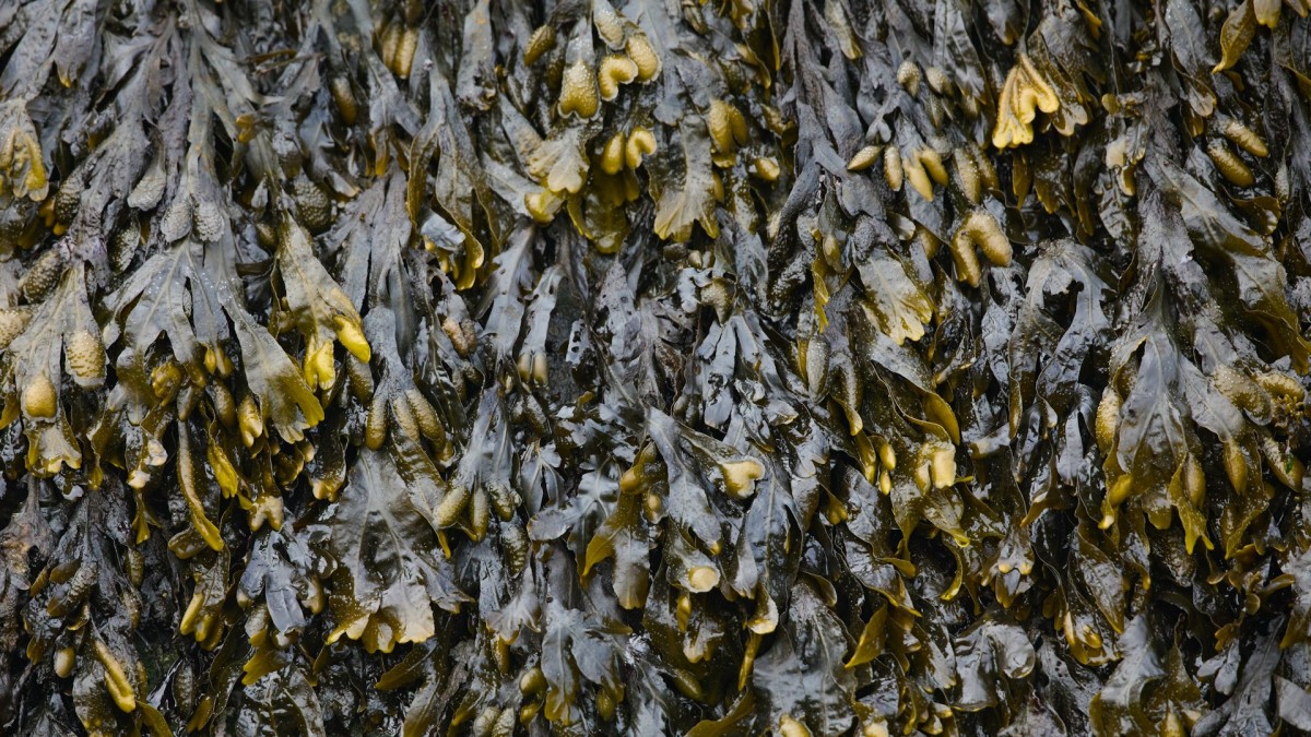 Meksyk zwraca się ku biopaliwu i produktom komercyjnym, by rozwiązać kryzys wodorostów sargassum