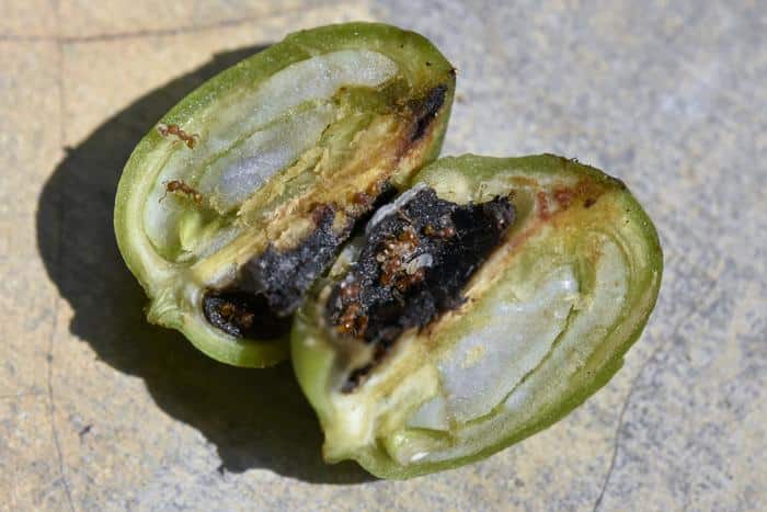 University of Michigan researcher documents ant behaviour that may help protect coffee plants from berry borers
