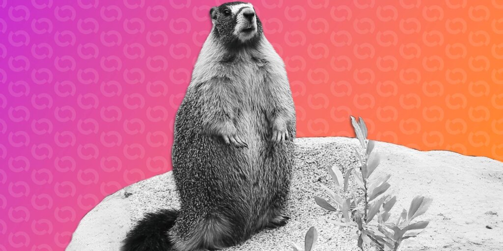 UCLA Marmot Researchers Launch OnlyFans for Funding as Solana Meme Coins Emerge