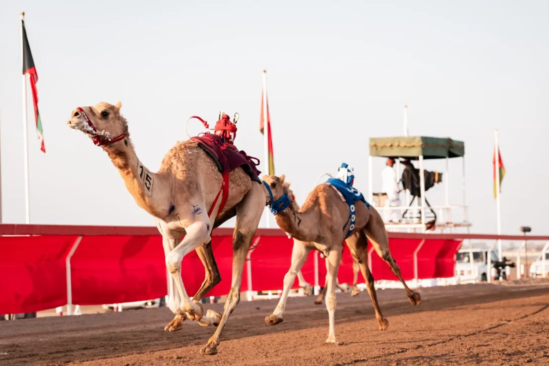 Dentro del club de carreras de camellos Al Haboob de Paul Pogba en Arabia Saudita