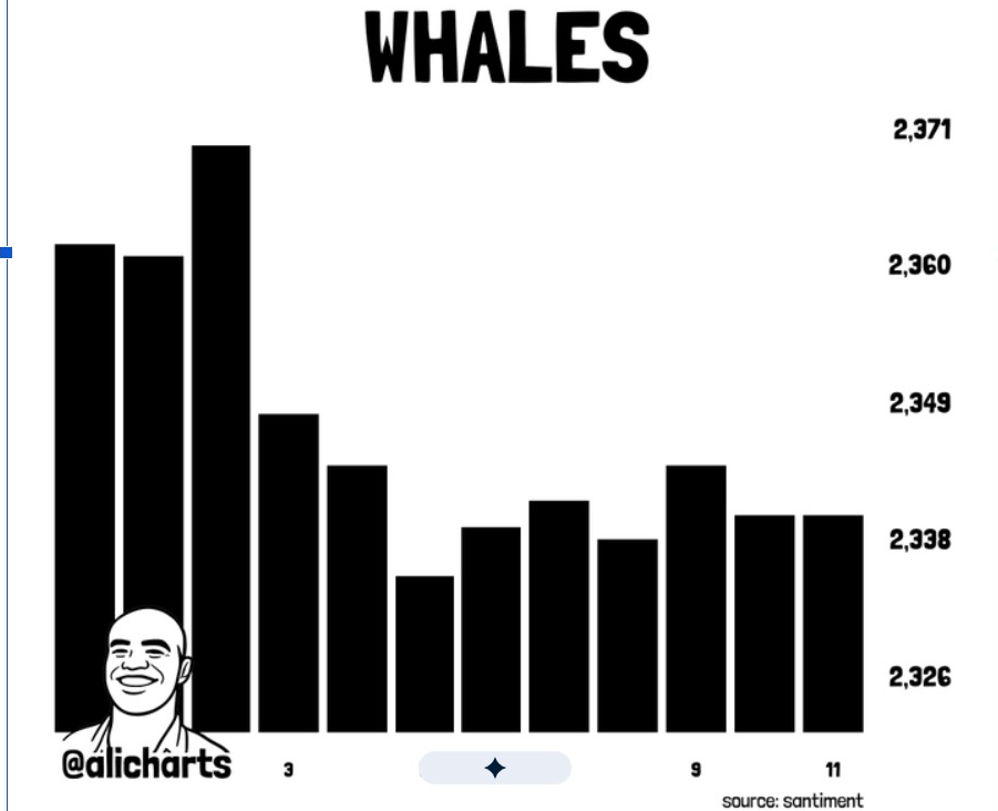 Cardano Falls Below $0.17 as Whale Activity, MVRV, and TD Sequential Flash Bearish Signals