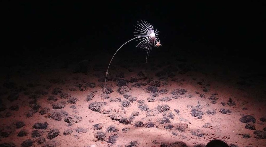 U.S. opens vast Pacific seabed to mining near Northern Mariana Islands