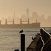 Report Calls for Common Standards for Safe Havens in Ammonia-Fuelled Ships