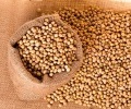 Brazilian and US Soybean Prices Remain Elevated Despite Futures Declines; Brazil Holds Position as Preferred Origin