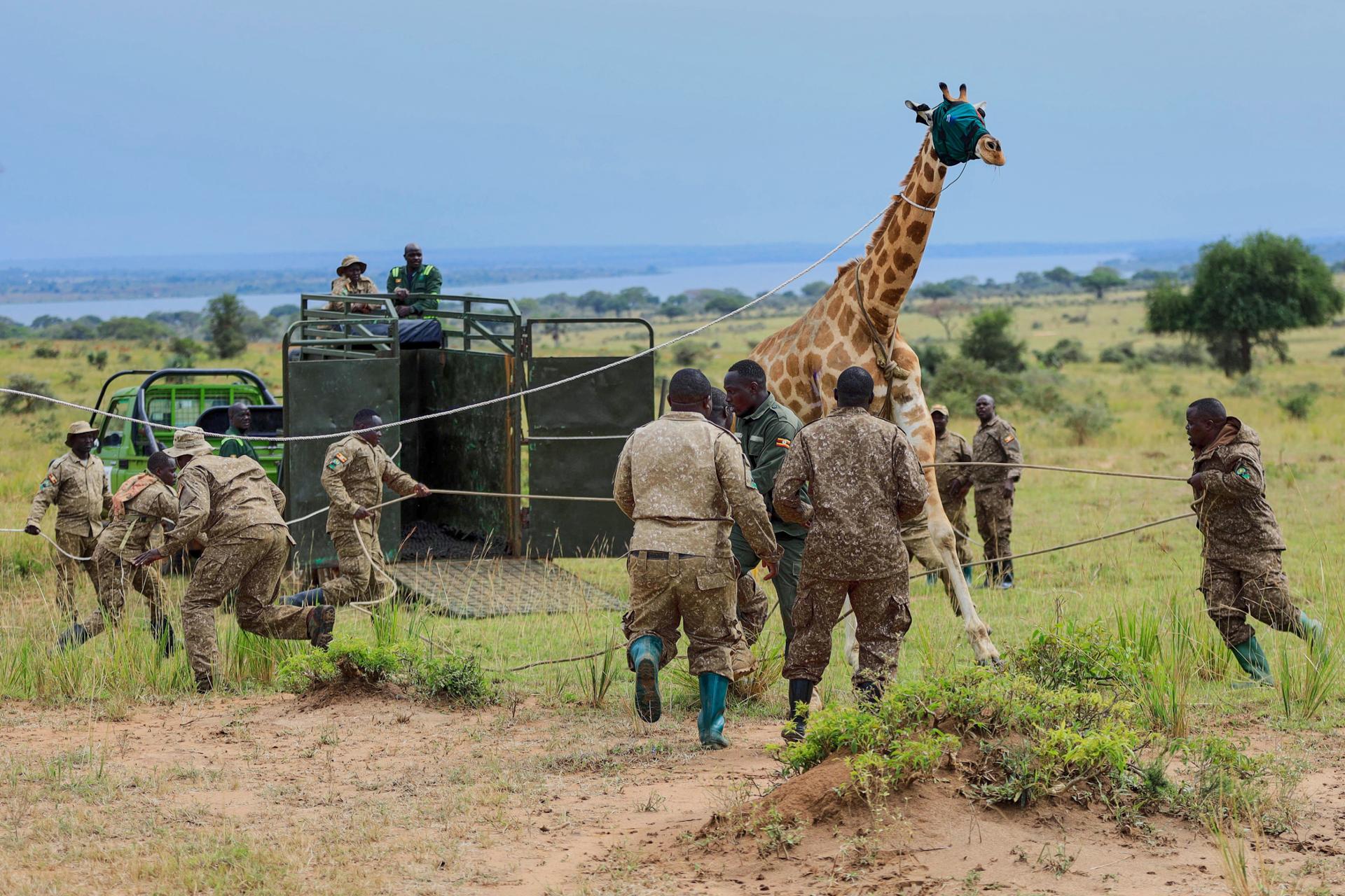 Uganda siedelt gefährdete Nubische Giraffen angesichts von Ölbohrungen im Nationalpark Murchison Falls um