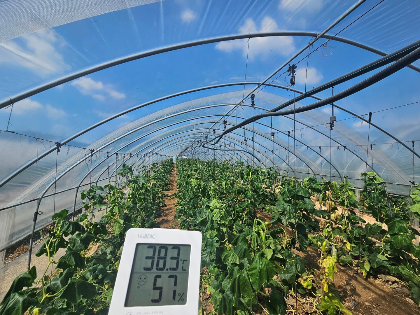 I lavoratori migranti nelle serre rurali della Corea del Sud continuano a lavorare con 39 °C di calore mentre le linee guida di sicurezza vengono ignorate