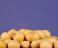Soybean Futures Slide to One-Month Low on Improved US Midwest Weather Outlook